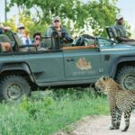 Close-up encounters with the elusive leopard on game drive.