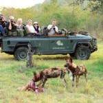 African Wild Dog kill on game sighting at Leopard Hills.
