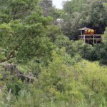 Londolozi Tree Camp