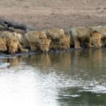Lion Sands Kruger