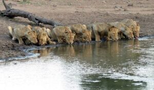 Lion Sands Kruger