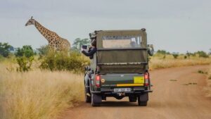 Budget safaris