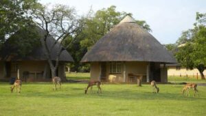 5 Day Classic Kruger Park Safari Tour