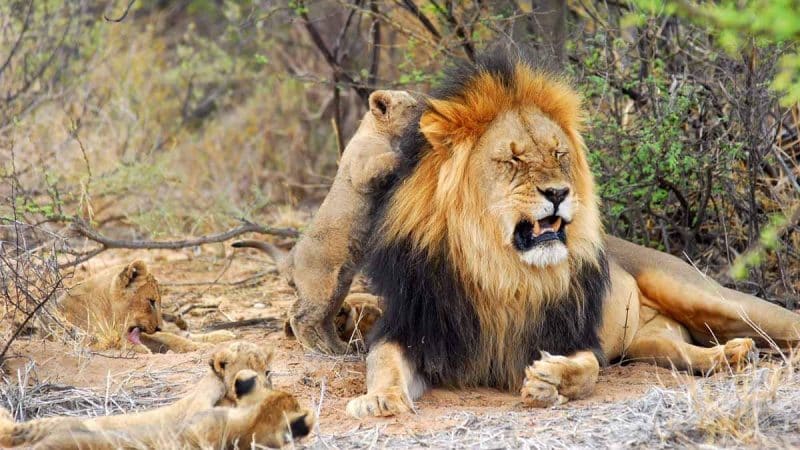 Animals in the Kruger National Park: The Ultimate Guide☑️