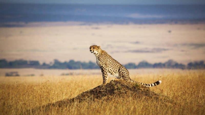 2 Day Luxury Kruger Park Safari Tour