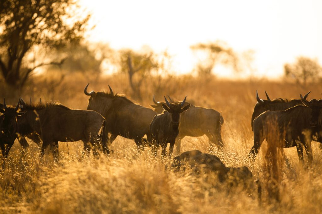 4 Day Luxury Kruger Park Safari