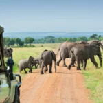 All Inclusive Kruger Park Safaris