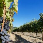 Wineland Grapes