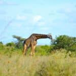 Giraffe in the Kruger Park