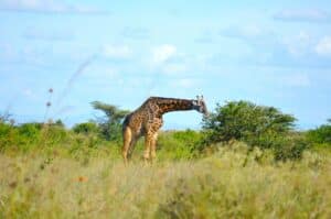 Giraffe in the Kruger Park